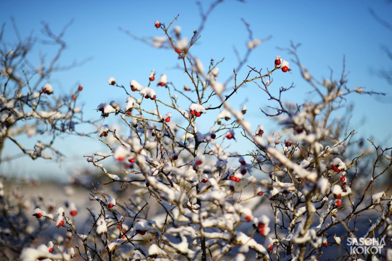 10-hiddensee.2o14-050f-fb-saschakokot